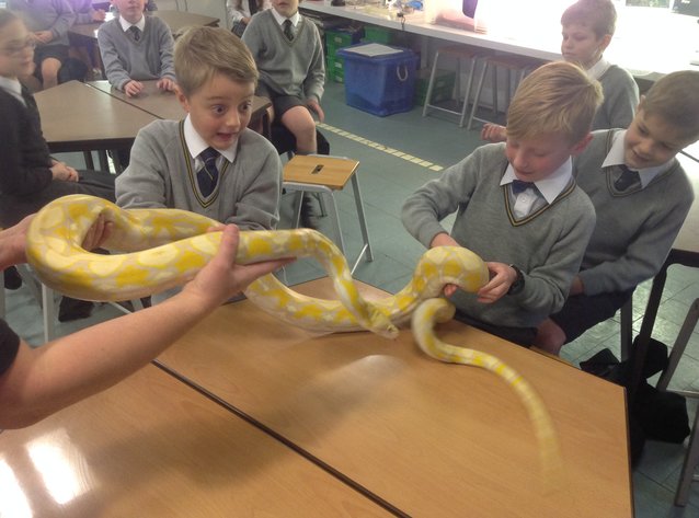 PRIMARY FIVE PUPILS COME FACE TO FACE WITH SLIPPERY CUSTOMERS